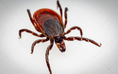 All About Ticks